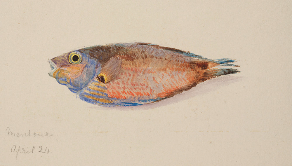Sarah Acland's chromotope image of a fish Sarah Acland's chromotope image of a fish